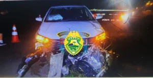 Mulher fica ferida após carros atropelarem boi na PR-444 em Arapongas