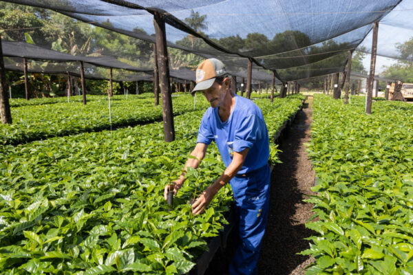 Prefeitura de Apucarana prepara 165 mil mudas de café para repasse aos produtores