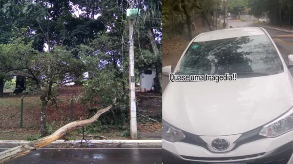 “Quase uma tragédia”: idoso sofre acidente após árvore cair no Jaboti
