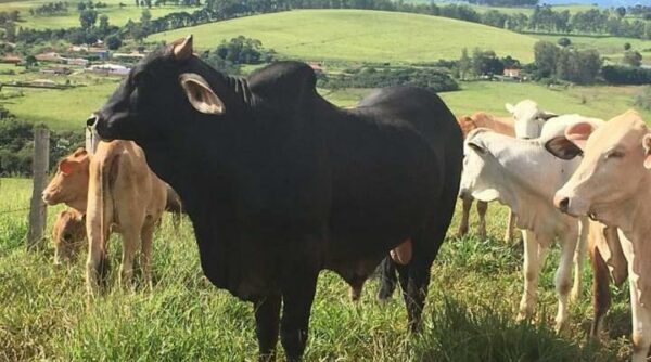 Boi é morto para ter carne furtada em propriedade de Marilândia do Sul