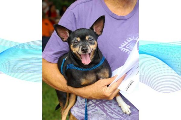 Quase três centenas de cachorros e gatos serão castrados gratuitamente na próxima semana em Mandaguari