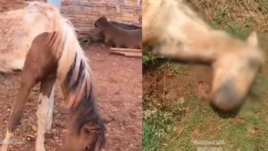 Égua morta e cavalos com carrapatos mobiliza autoridades em Arapongas
