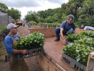 Apucarana repassa 160 mil mudas a cafeicultores