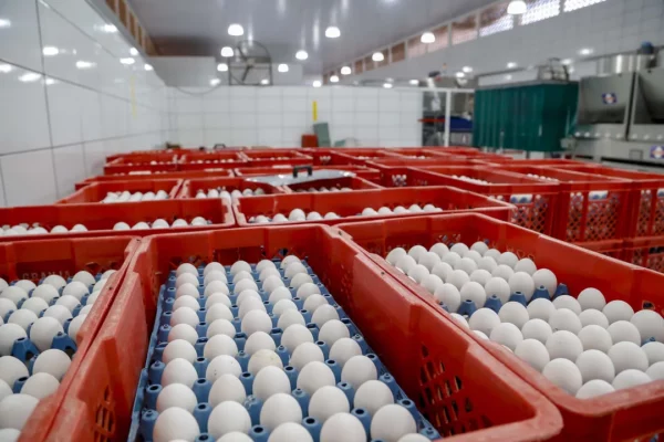 Projeto transforma Arapongas na “Capital Estadual do Ovo”; entenda