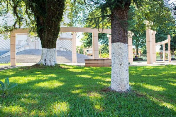 Prefeitura de Califórnia realiza pintura de troncos de árvores na praça da igreja matriz