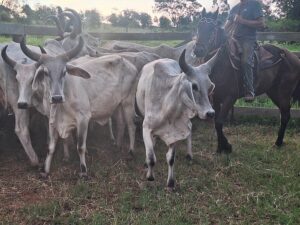 Ação rápida no campo: Polícia Civil PR prende homem por receptação e recupera rebanho em Jaguapitã