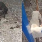 Pitbulls resgatados em Arapongas comiam fezes e vômito, afirma polícia