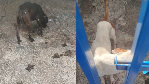 Pitbulls resgatados em Arapongas comiam fezes e vômito, afirma polícia
