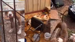 Tutora de pitbulls abandonados é multada em R$ 85 mil em Arapongas