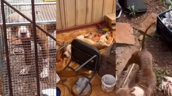 Tutora de pitbulls abandonados é multada em R$ 85 mil em Arapongas