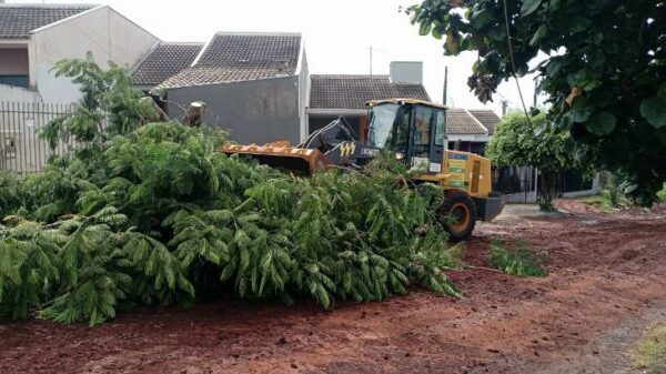 Secretaria de Obras de Mandaguari inicia remoção de árvores no Jardim Social; mais de 100 serão replantadas