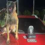 Cão da PM encontra 1 kg de droga dentro de carro em Arapongas