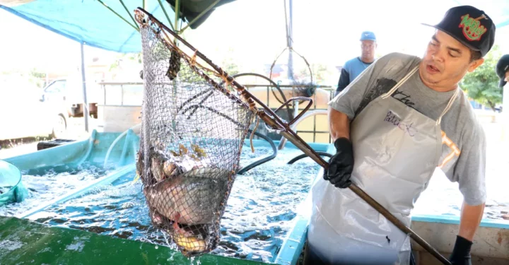 Prefeitura de Londrina realiza Feira do Peixe Vivo de quarta (16) até o feriado de Sexta-feira Santa (18)