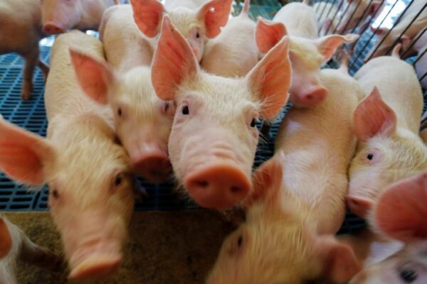 Novo mercado: Paraná vai exportar carne suína para o Chile