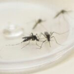Arapongas registra 1.293 casos confirmados de dengue