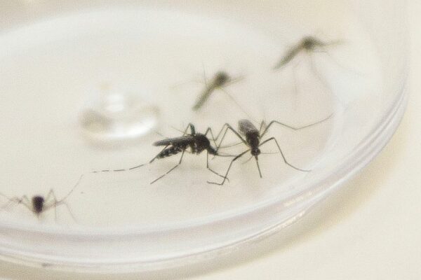 Arapongas registra 1.293 casos confirmados de dengue