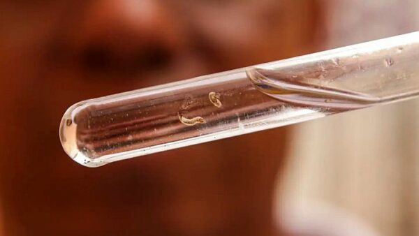 Arapongas tem 1.011 casos confirmados de dengue