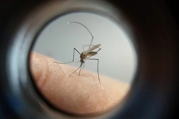 Arapongas tem 913 casos confirmados de dengue e um de chikungunya