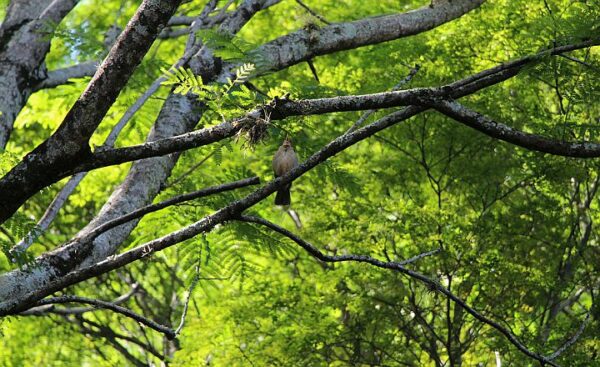 Dia da Mata Atlântica: Arapongas está entre os municípios do Paraná com desmatamento zero em 2024
