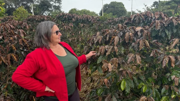 Produtores rurais contabilizam prejuízos com geadas na região