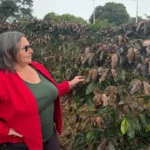 Produtores rurais contabilizam prejuízos com geadas na região