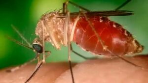Arapongas registra caso importado de febre Oropouche