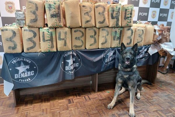 704 quilos: Polícia Civil PR realiza maior apreensão de haxixe da história do Paraná