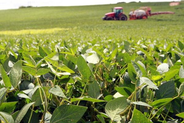 Secretaria de Agricultura alerta para a importância de respeitar o vazio sanitário de soja