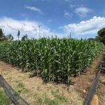 Com auxílio do Tecpar, Paraná terá nova tecnologia europeia para sistemas agrícolas