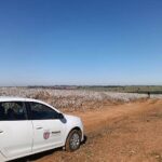 Agricultores paranaenses retomam produção de algodão, cultura com alta rentabilidade
