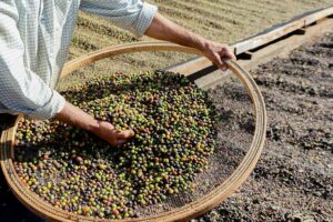 Mandaguari conquista selo de Indicação Geográfica para o café local