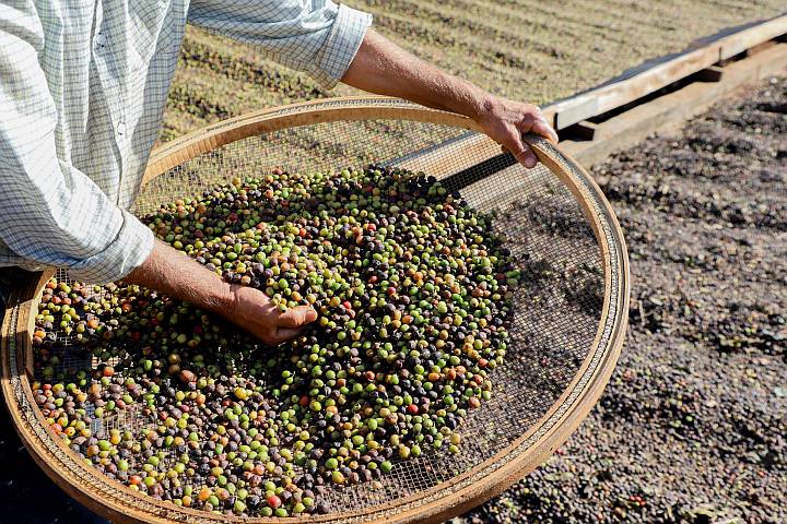 Mandaguari conquista selo de Indicação Geográfica para o café local