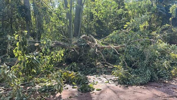 Vendaval e chuva rápida causam estragos em Apucarana