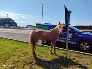 GM de Arapongas aplica multa de R$ 3 mil a morador de Apucarana por cavalo solto nas margens da BR-369