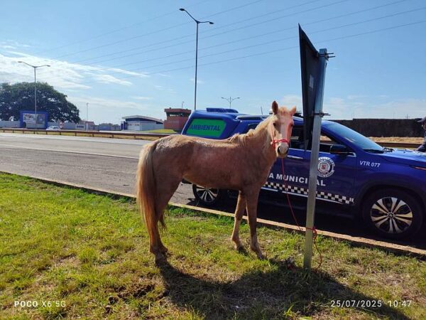 GM de Arapongas aplica multa de R$ 3 mil a morador de Apucarana por cavalo solto nas margens da BR-369