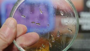 Arapongas registra 1.367 casos confirmados de dengue e sete de Chikungunya