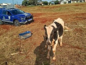Prefeitura de Arapongas procura informações sobre tutor de cavalo e bezerro