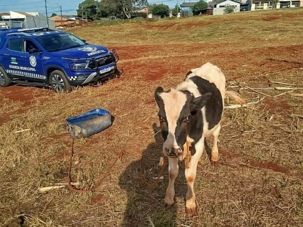Prefeitura de Arapongas procura informações sobre tutor de cavalo e bezerro