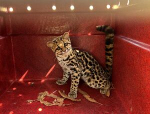 Gato-macarajá é capturado em chácara de Arapongas