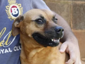 Londrina – CMTU resgatou mais de 300 animais vítimas de maus-tratos em 2025