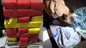 Passageira de ônibus é presa com mais de 17 kg de maconha em Arapongas