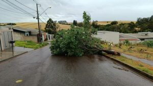 Prefeitura de Arapongas alerta sobre árvores que caíram após tempestade