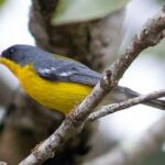 Periquito, Gaturamo-bandeira e Guaxe: Passarinhar Paraná chega a Foz do Iguaçu
