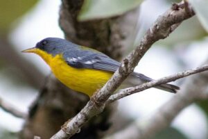 Periquito, Gaturamo-bandeira e Guaxe: Passarinhar Paraná chega a Foz do Iguaçu